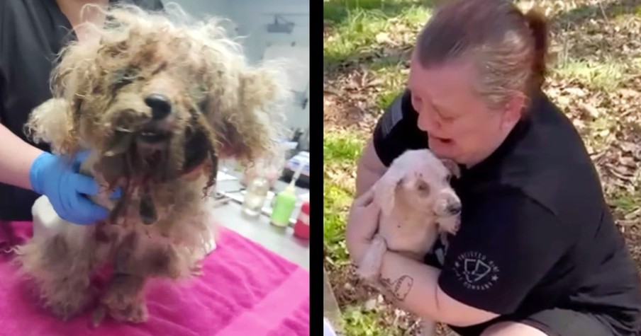 Rescuers Uncover a Dog Who's Been Missing for 3 Years & the Reunion with His Family Is Moving