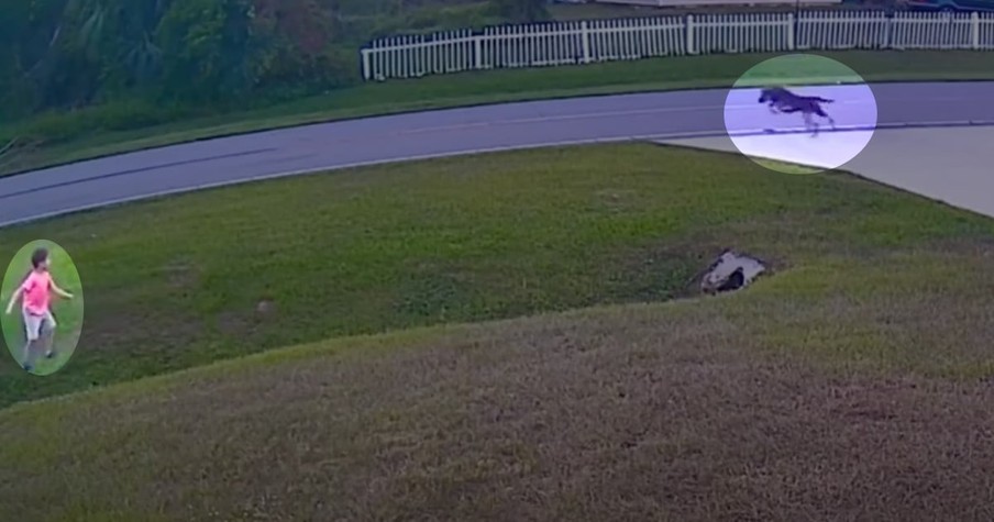 Boy's Furry Best Friend Spots Danger And Instantly The Loyal Dog Protects His Tiny Human