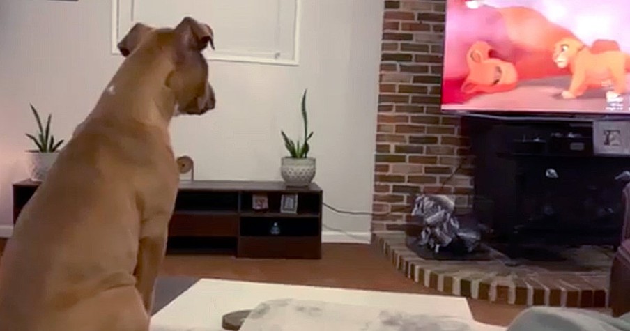 Dog Reacts To Lion King Movie In An Unexpected Way That's Going Viral