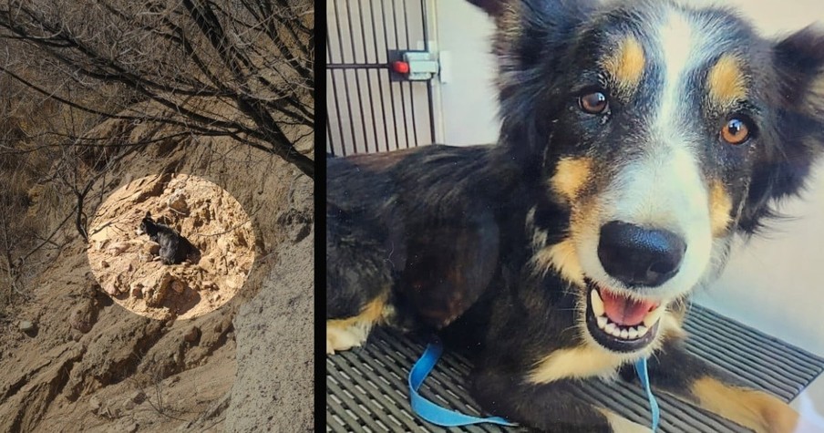 Dog Was Missing for 2 Weeks, Then Family Gets a Call That Rescuers Found Him on a Cliff Ledge