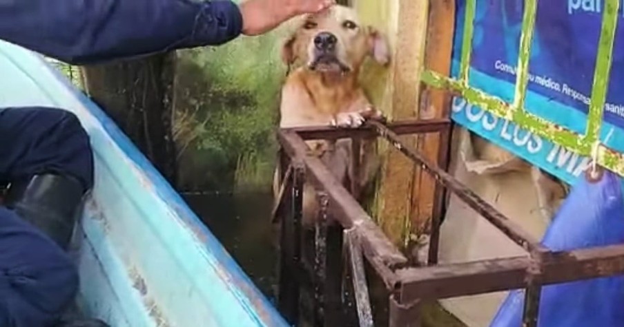 Terrified Dog Rescued From Floodwaters Is Now Safe And Sound Thanks To Some Special Angels