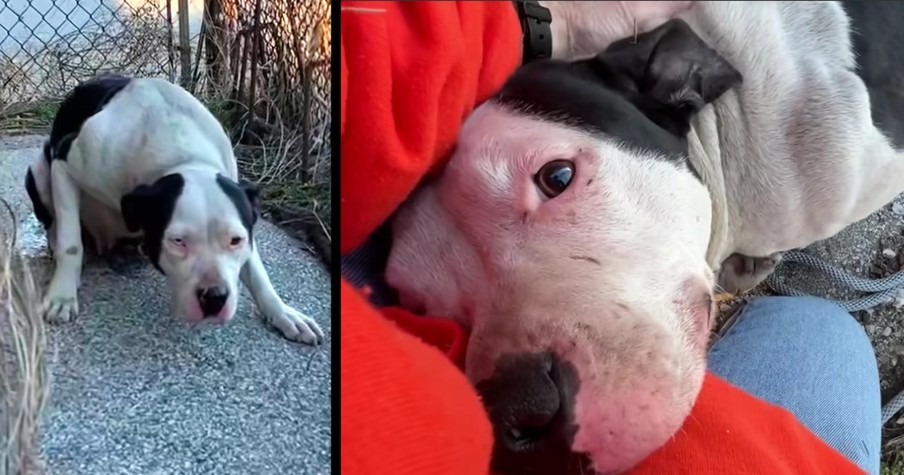 Scared Dog Rolls Over On Back And Melts Into Rescuer The Moment She Realizes She's Safe