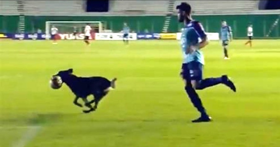 Players Are Baffled As Dog Runs Onto Soccer Field During Game And Takes Off With The Ball