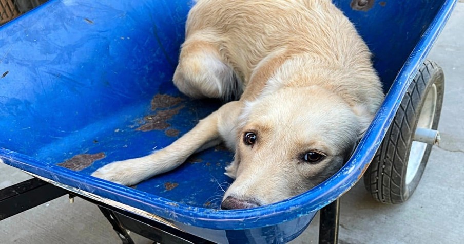 Shy Dog Saved From Euthanasia Just In The Nick Of Time When Special Angel Steps In