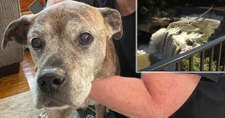 Widow Devastated That Her Dog Is Missing Gets “Total Miracle” As Pup Is Pulled from Raging River