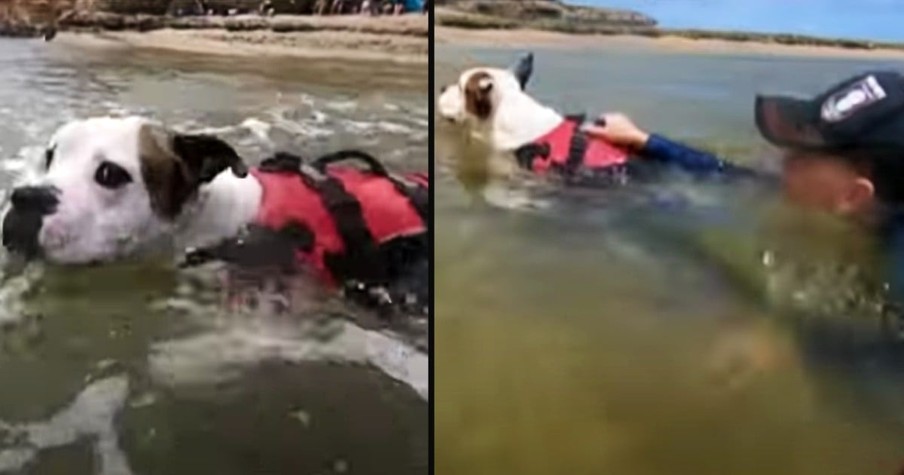 Scared Child Was Drowning But God Put a Furry Angel in the Right Place at the Right Time