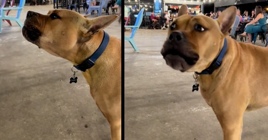 Bystander Hits Record On Dog 'Singing' Karaoke, And The Internet Falls In Love