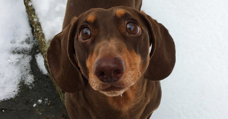 Adorable Dog Sprains Tail From Excessive Wagging for Joy to be Quarantined with his Family