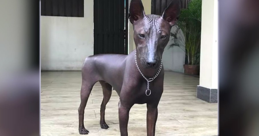 Statue Or Real Dog? The Truth Blew Everyone's Minds