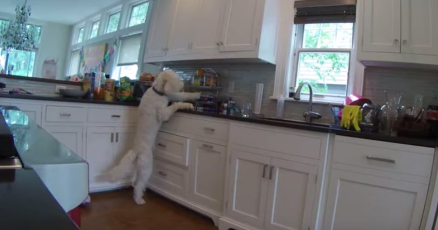 Sneaky Dog Stealing Cookies Lets 5-Year-Old Take the Blame Until Security Cams Uncover the Truth