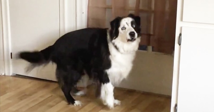 Dog Hilariously Stops Feet To Go Back Outside