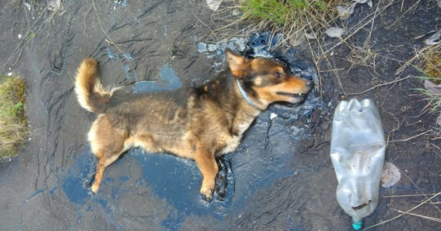 Dog Stuck In Tar Barks And Barks Until Construction Workers Finally Save Him