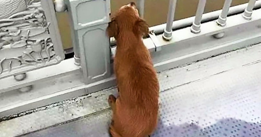 Heart-Wrenching Photo Of Loyal Dog Waiting For Owner Who Isn't Ever Coming Back