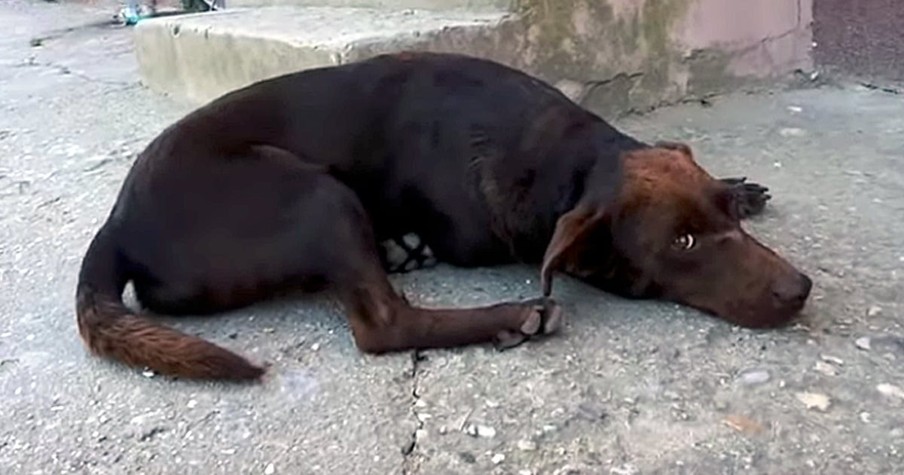 Dog Waits By Roadside In Same Spot Every Day Until He Finally Gets The Rescue He Deserves