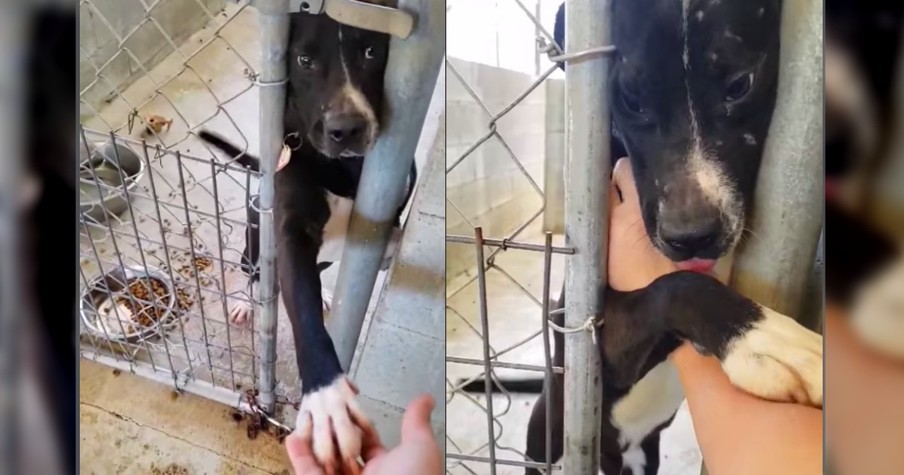 Overlooked Shelter Dog Wants To Hold Hands And His Pitiful Pleas For Love Went Viral