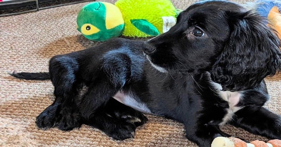 Pup Dumped in Parking Lot Shocks Animal Rescue Who Discover She's a Dog with 6 Legs