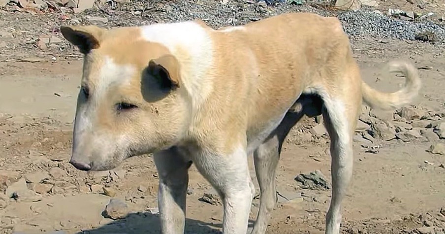 True Story Behind Dog With Pig Face And The Inspirational Short Story Of His Rescue