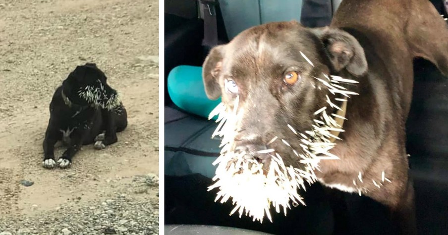 Poor Dog With Porcupine Quills All Over Her Head Desperately Needed Rescue So God Intervened