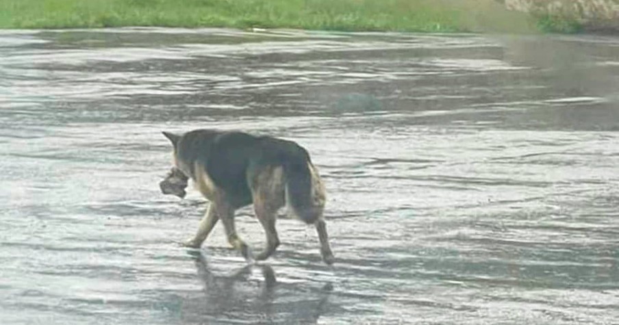 Pitiful Dog With Stuffed Animal Captures Hearts All Over And Now Has A New Home