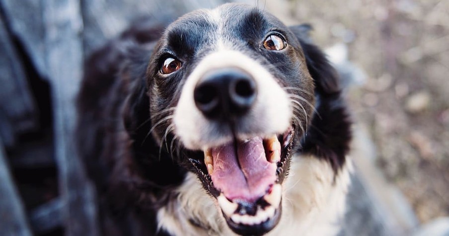 Dogs Cry Tears of Joy When Reunited with Their Humans