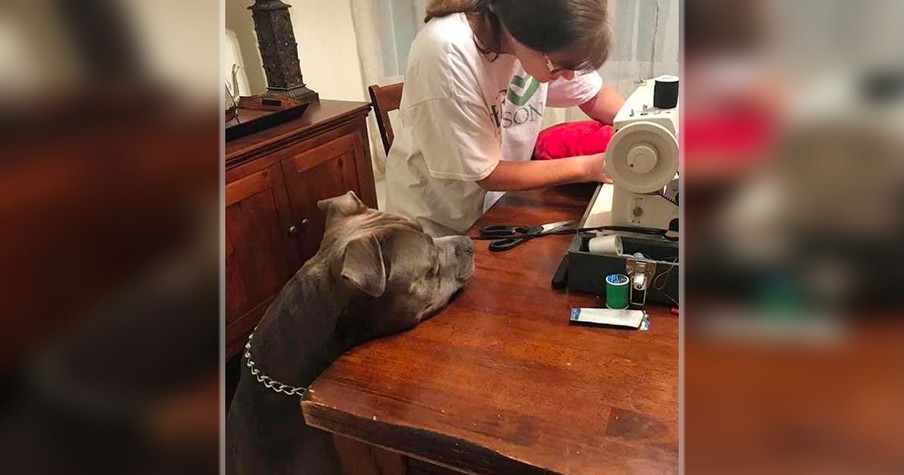 Grandma Sews Dog's Favorite Pillow As Pit Bull Nervously Watches The 'Operation'