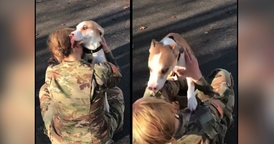 Dog's Reaction To Soldier Coming Home After Year Of Military Training Tugs On Every Heartstring