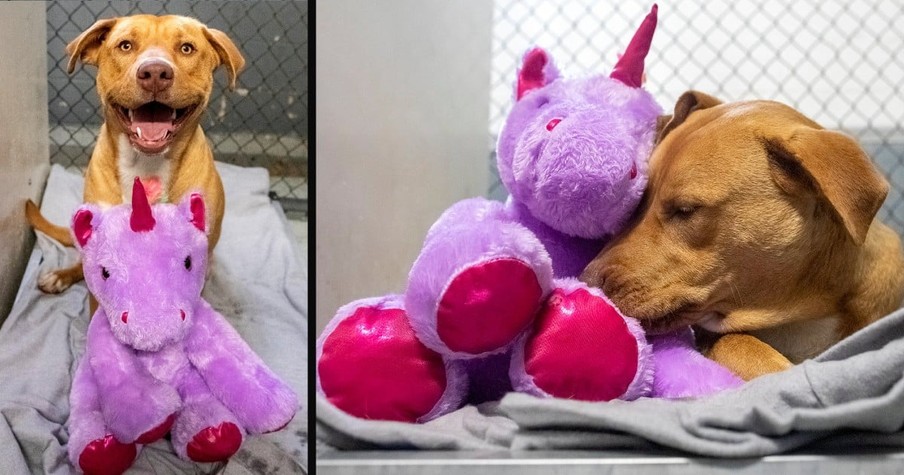 Stray Dog Sneaks in Dollar General for Giant Stuffed Unicorn, Now Both Have a Forever Home