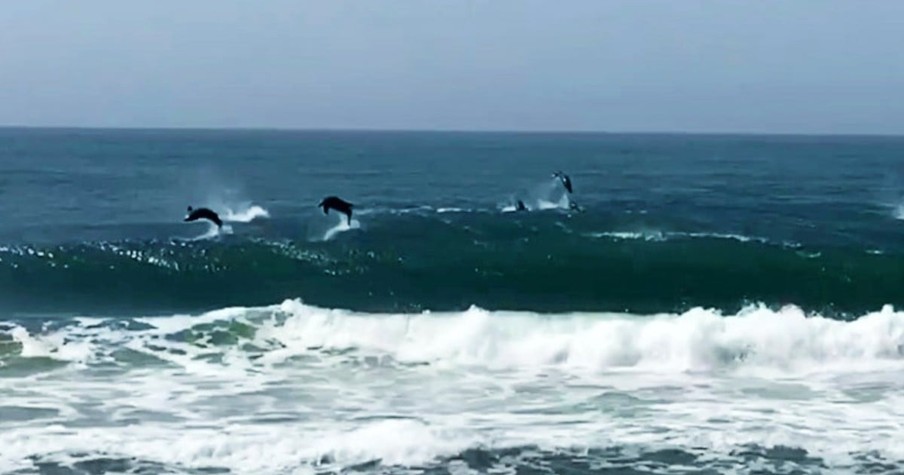 Cameras Caught Playful Dolphins Jumping Out Of The Water And They Put On Quite A Show