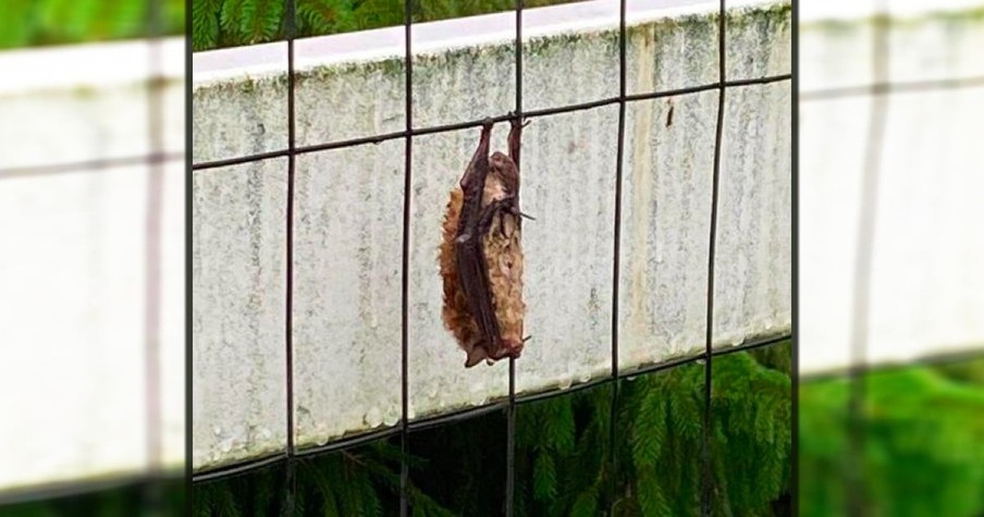 Homeowner Spots Soaking Wet Lump Hanging from Fence and Angels Come to the Rescue