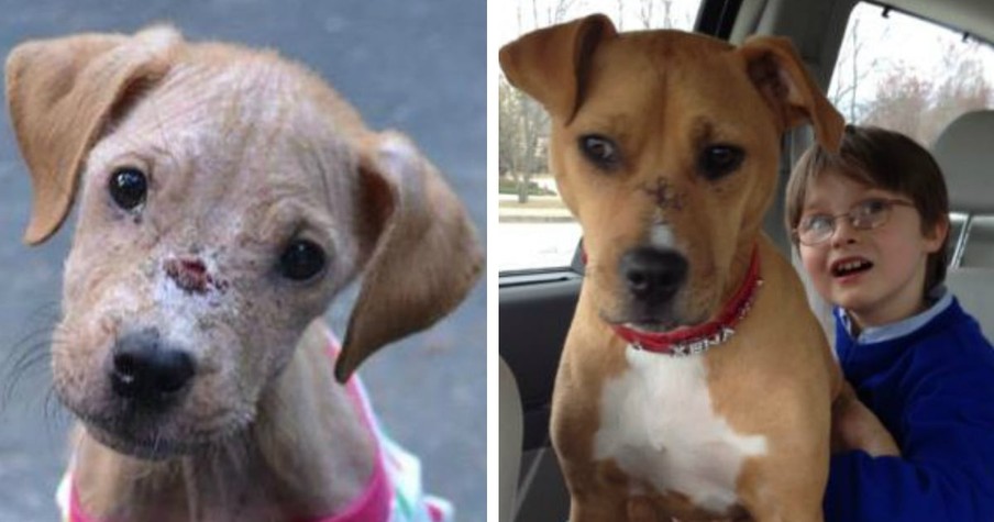 Emaciated Pup And Boy with Autism Found Healing Together