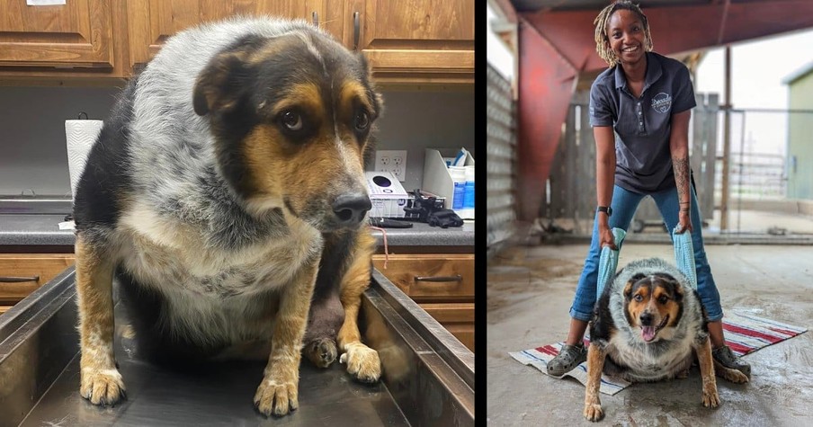 Extremely Overweight Dog Rescued From Being Put Down All Because Of One Woman's Dedication