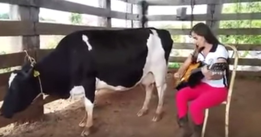 Farmer Finds An Unusual Way To Milk A Cow