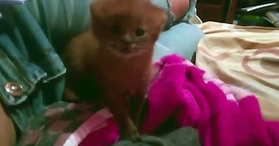 She Found an Abandoned Kitten And Brought Him Home, Only To Discover She'd Rescued A Puma