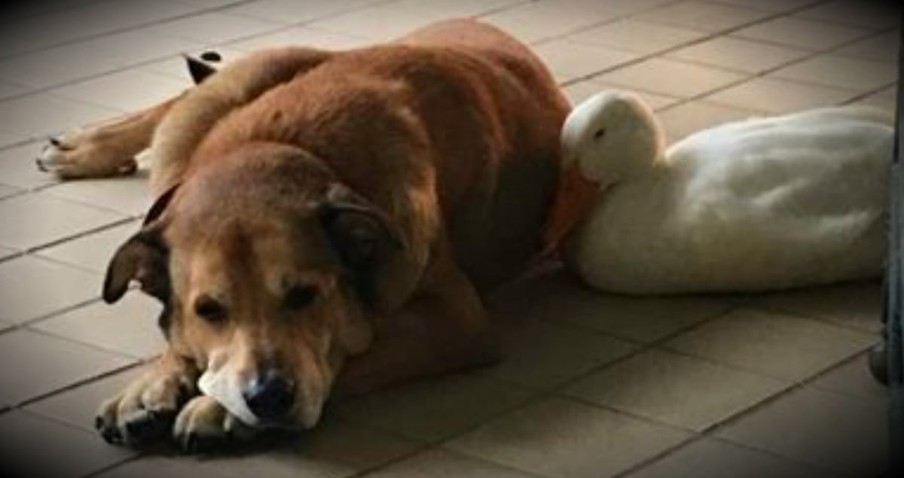 Grieving Dog Was Ready To Give Up, Until An Unlikely Friend Showed Up