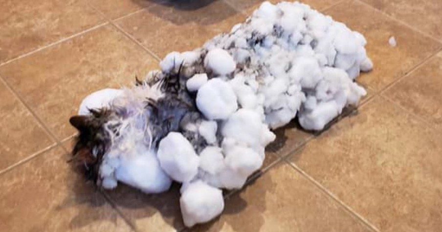 Cat Found Frozen And Buried In Snow Makes Miraculous Recovery