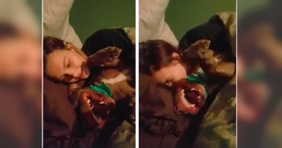 Funny Pit Bull Lets Out The Craziest 'Laugh' Every Time She's Nuzzled By Owner