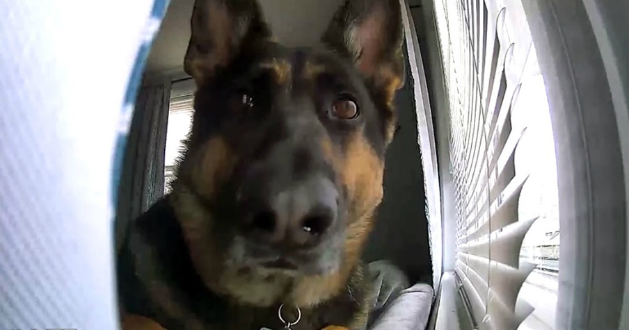 German Shepherd Unknowingly Triggers Family's Security Cam And Internet Fame Promptly Follows