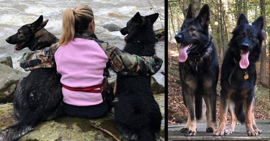 Menacing Stranger Came At Her In The Woods And Her Laid-Back Dogs Instantly Transformed