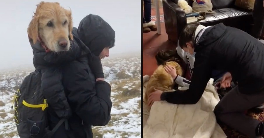 Couple Goes to Amazing Lengths to Save Golden Retriever Found Lost and Freezing in the Wild