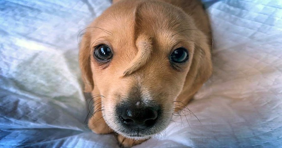 Golden Retriever Puppy with Tail on Head Dumped for Being Different But Everyone Else is in Love