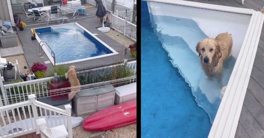 Owner Spots Golden Retriever Sneaking Into The Pool Next Door And Hits Record