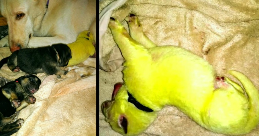 A Green Puppy Born To A White German Shepherd Had The Humans Freaking Out