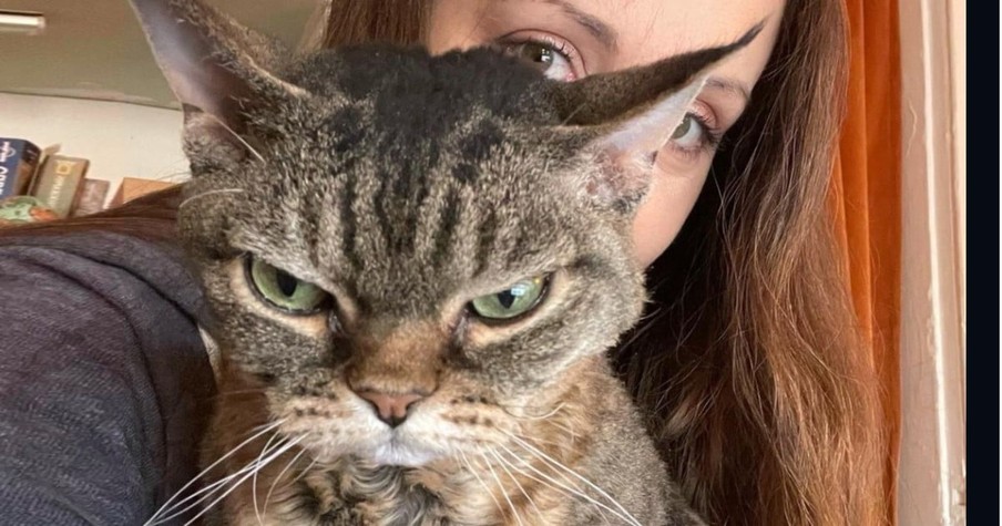 Woman Won't Give Up On Grey Grumpy Cat No One Wants To Adopt And Her Patience Pays Off