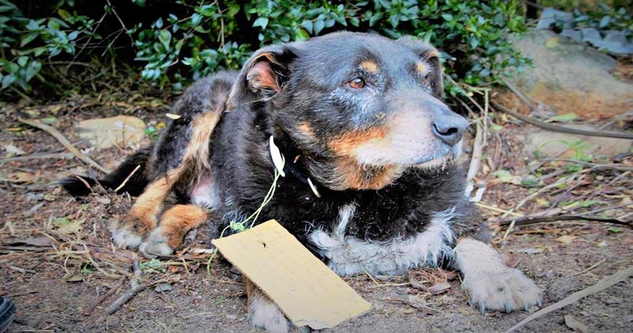 Missing Sheepdog Returns Home with Handwritten Note on Collar Proclaiming Him a Hero