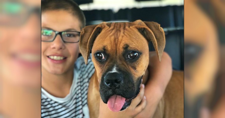 Boxer Sees Deadly Threat 10-Year-Old Boy Doesn't, Then Takes Bite In His Place