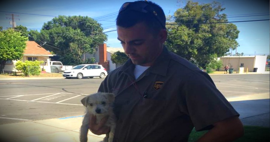 A UPS Driver Comes To The Rescue Of A Puppy Being Tossed Out Of A Car