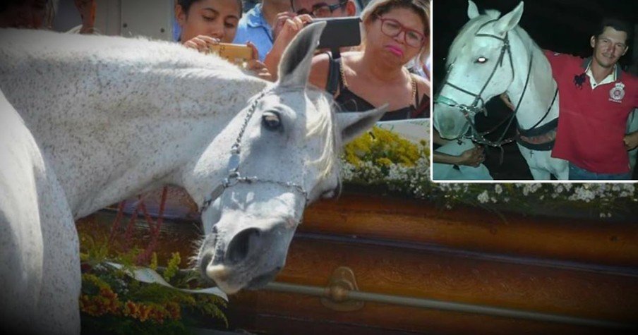 Heartbroken Horse Grieves Deeply At His Human's Funeral