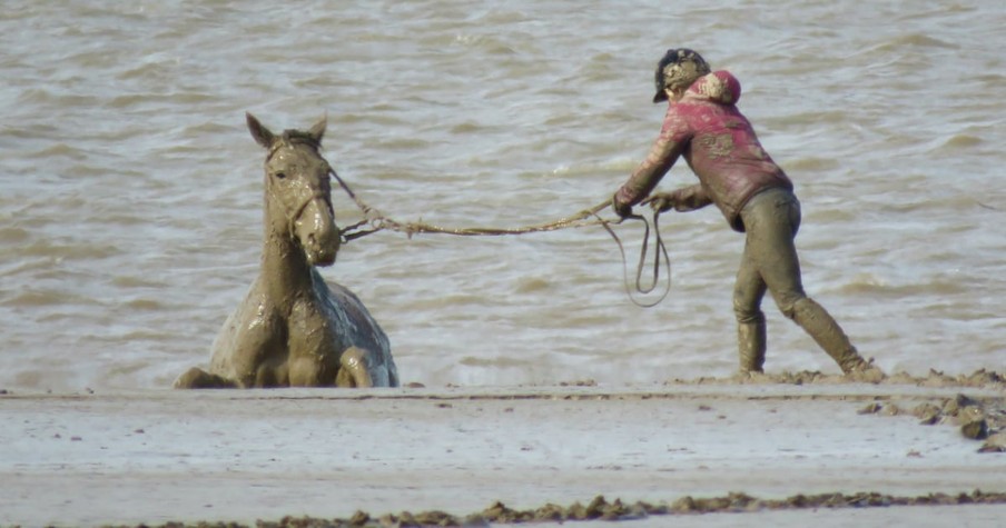 Good Samaritans Race Against Time In Dramatic Horse Rescue