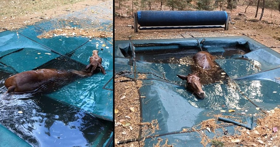 Man Rescues Shivering Horse Trapped In California Pool After Deadly Camp Fire