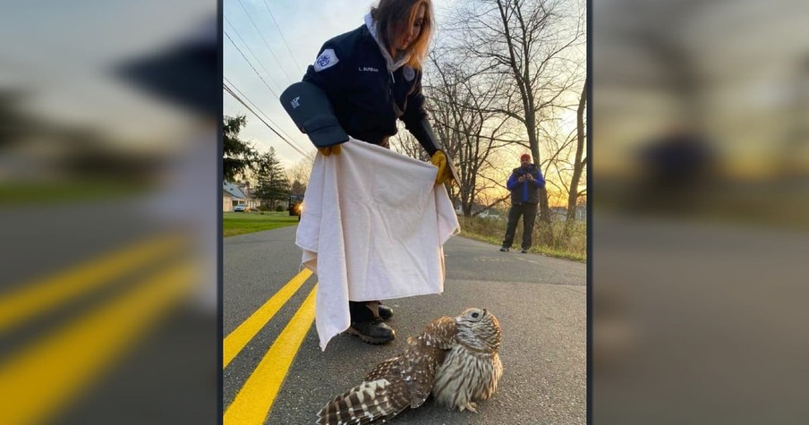 Entire Neighborhood Is Worried About Hurt Owl Sitting In The Road